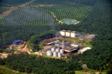 Olio di palma: iniziative Ue contro deforestazione illegale