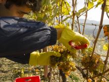 Agricoltura: Ue, PAC sostiene ricambio generazionale