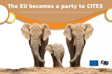 L'adhésion de l'Union européenne à la convention CITES facilitera l'élaboration du plan d'action de la Commission en matière de lutte contre le trafic d'espèces sauvages