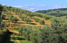 Ulivi: Xylella, Ue cerca accordo