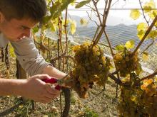 Pac - Ue pronta a sostenere giovani agricoltori