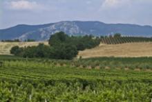 Surface du vignoble français: + 1 %/an autorisé