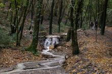 Giunta approva pacchetto di interventi per la cura e la valorizzazione delle foreste