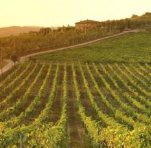 Scheda, il rapporto sui vini in Toscana nel 2017