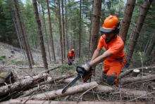 Operai forestali, Remaschi: "Regione mantenuto gli impegni, sindacati sbagliano ad annunciare scioperi"