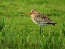 Biodiversita': consultazione su direttive Uccelli e Habitat