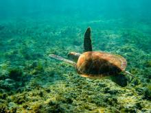 Successo del bando "Go green 2018, biodiversità marina": sono 7 i progetti finanziati