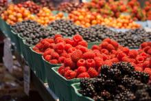 Agroalimentare: esportazioni Ue in aumento nel 2014
